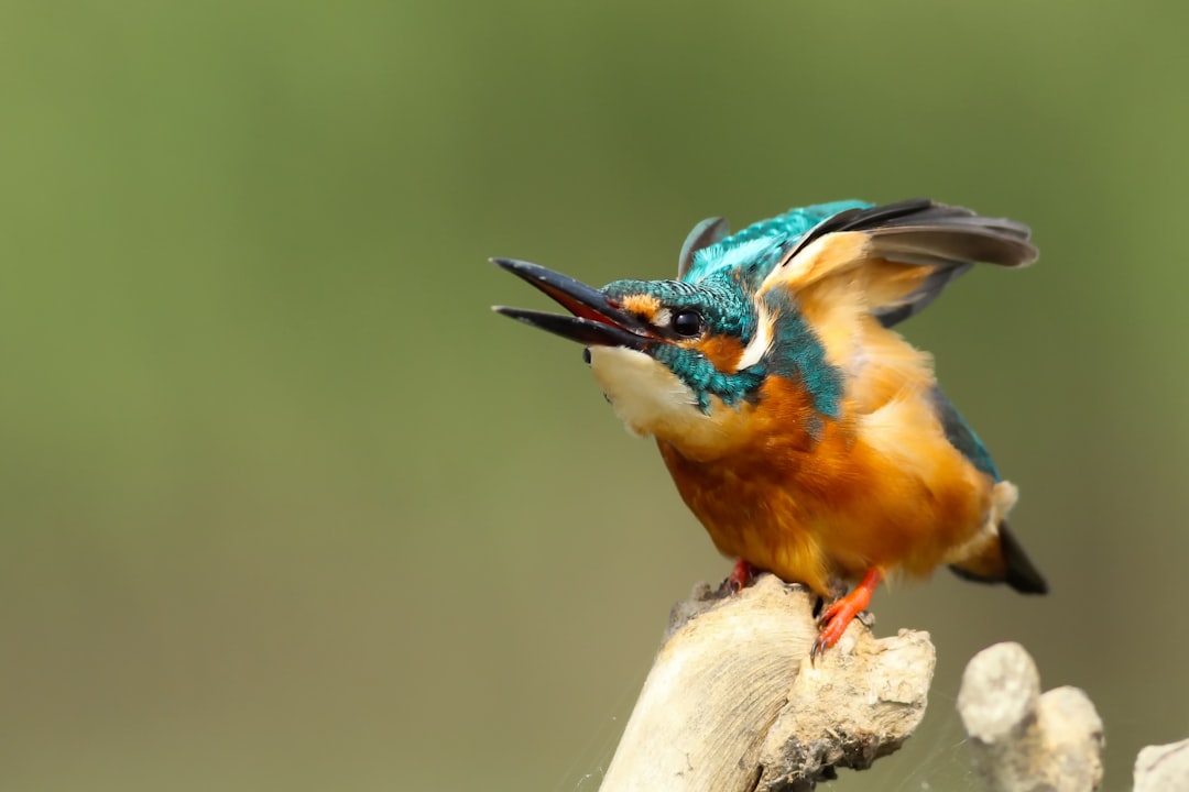 Photo Colorful perches