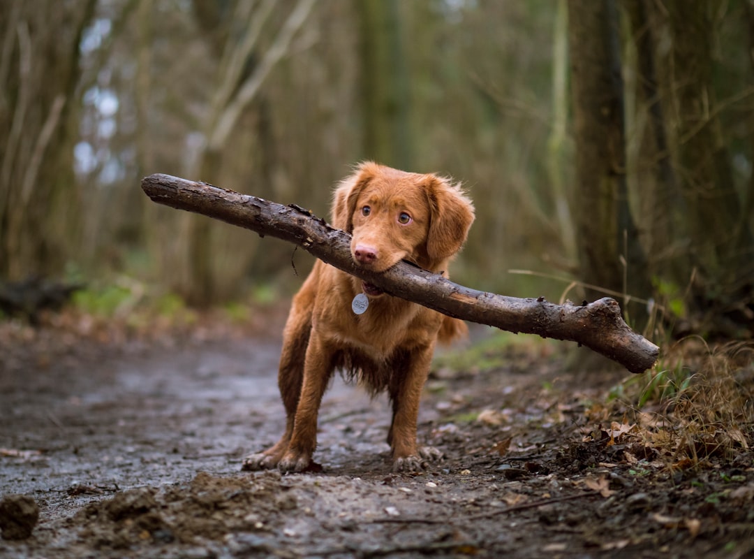 Photo Dog fetching ball