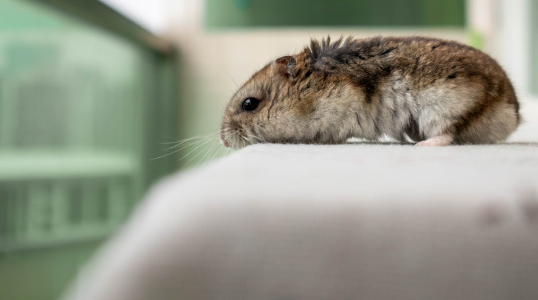 Caring for Your Pet Hamster: Essential Tips